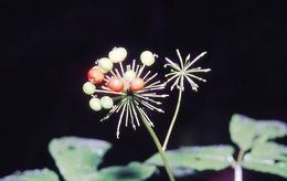 Panax pseudoginseng Wall. resmi