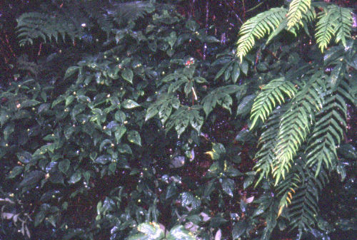 Image de Panax pseudoginseng Wall.