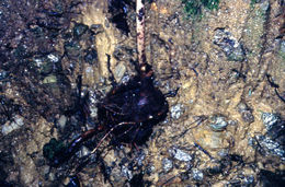 Image de Panax pseudoginseng Wall.