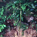 Image of ginseng