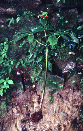 Panax pseudoginseng Wall. resmi