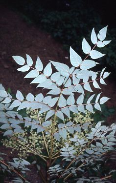 Image of Japanese angelica tree