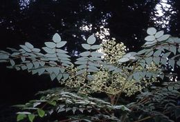 Image of Japanese angelica tree