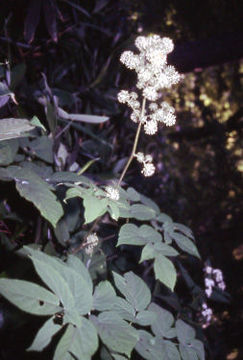 Imagem de Aralia cordata Thunb.