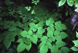 Image of American spikenard