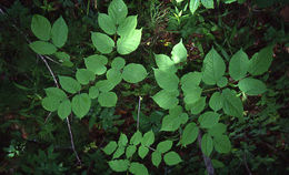 Image of American spikenard