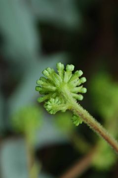 Image de Aralia gintungensis C. Y. Wu ex K. M. Feng