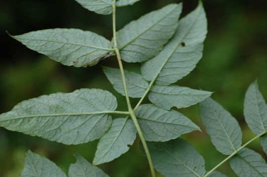 Image de Aralia gintungensis C. Y. Wu ex K. M. Feng