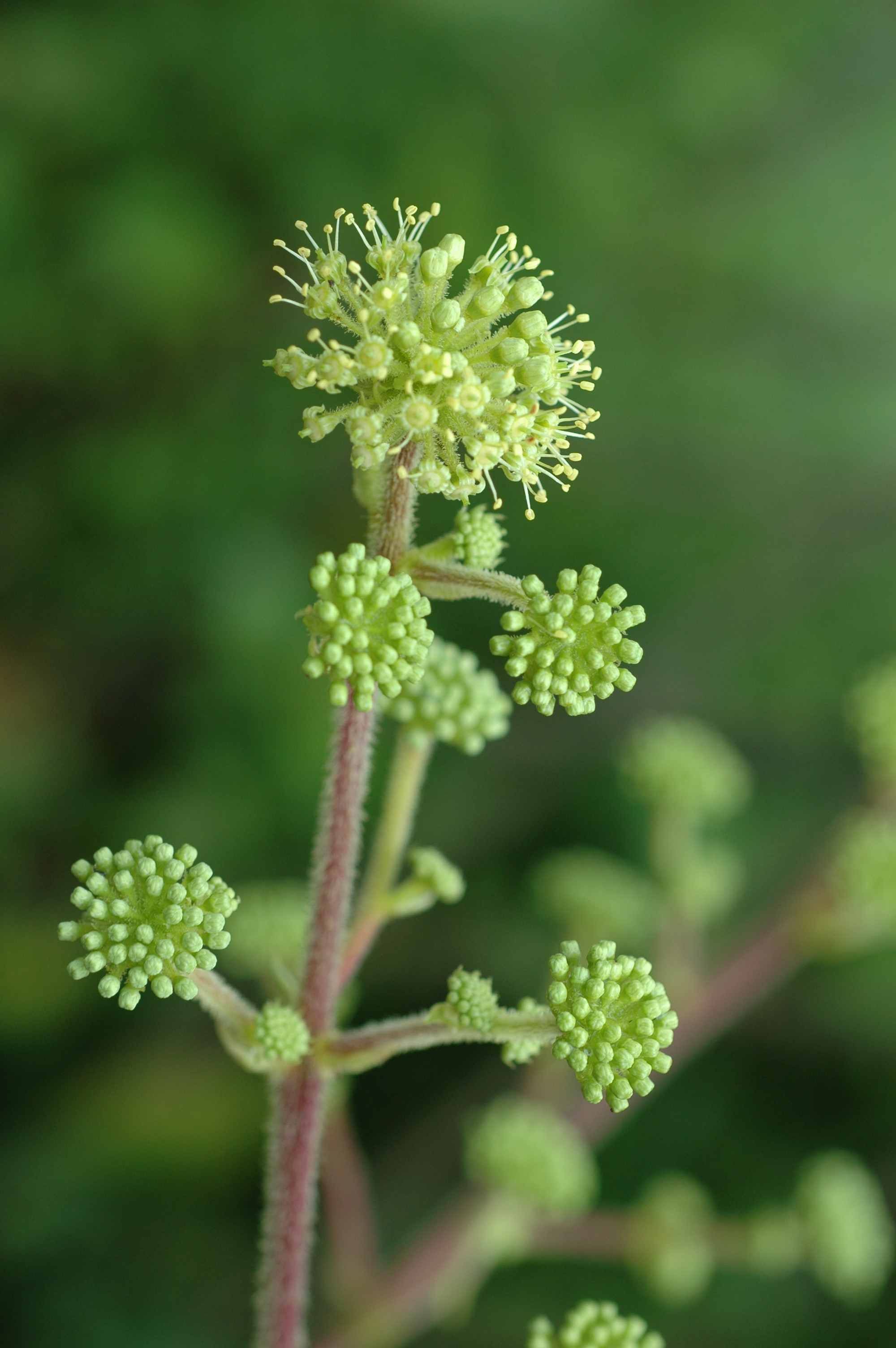 Image de Aralia gintungensis C. Y. Wu ex K. M. Feng