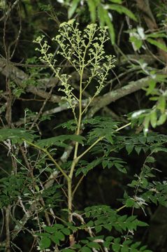 Image de Aralia gintungensis C. Y. Wu ex K. M. Feng