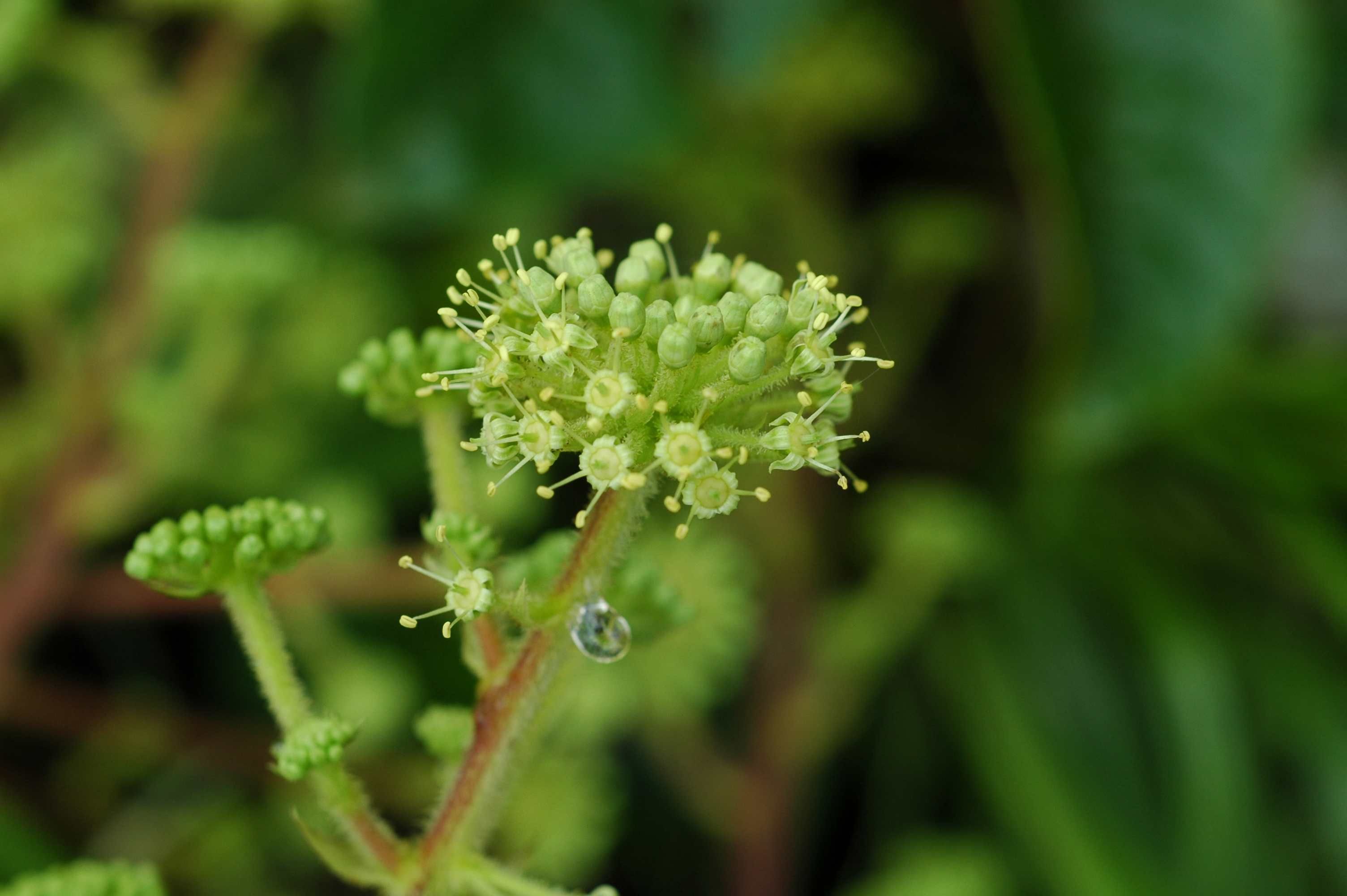 Image de Aralia gintungensis C. Y. Wu ex K. M. Feng