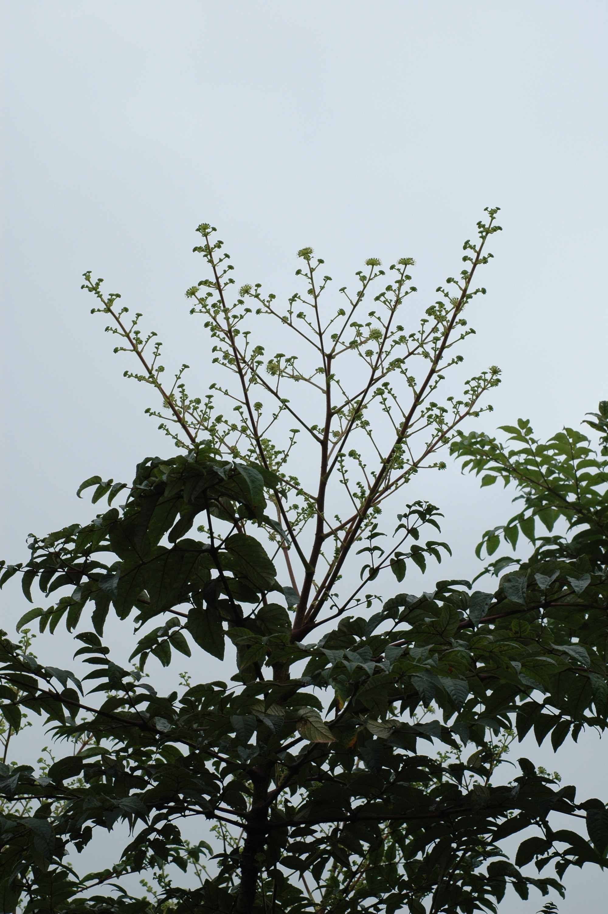 Image de Aralia gintungensis C. Y. Wu ex K. M. Feng