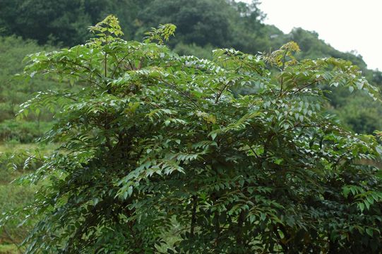 Image de Aralia gintungensis C. Y. Wu ex K. M. Feng