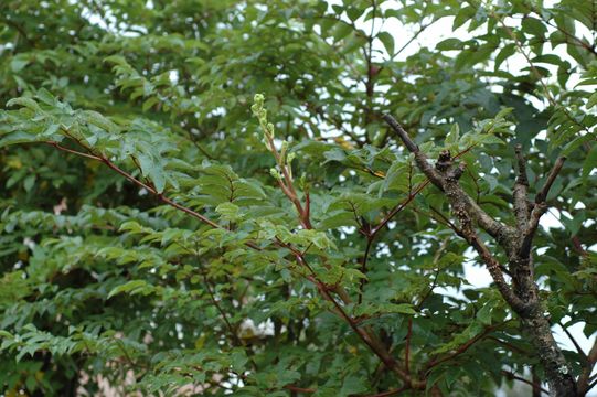 Image de Aralia gintungensis C. Y. Wu ex K. M. Feng