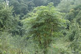 Image de Aralia gintungensis C. Y. Wu ex K. M. Feng