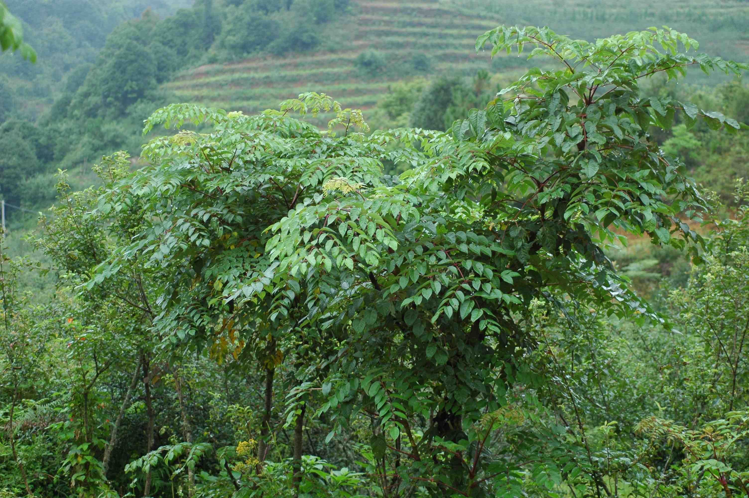 Image de Aralia gintungensis C. Y. Wu ex K. M. Feng