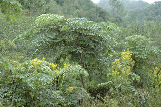 Image de Aralia gintungensis C. Y. Wu ex K. M. Feng