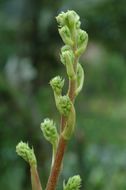 Image de Aralia gintungensis C. Y. Wu ex K. M. Feng