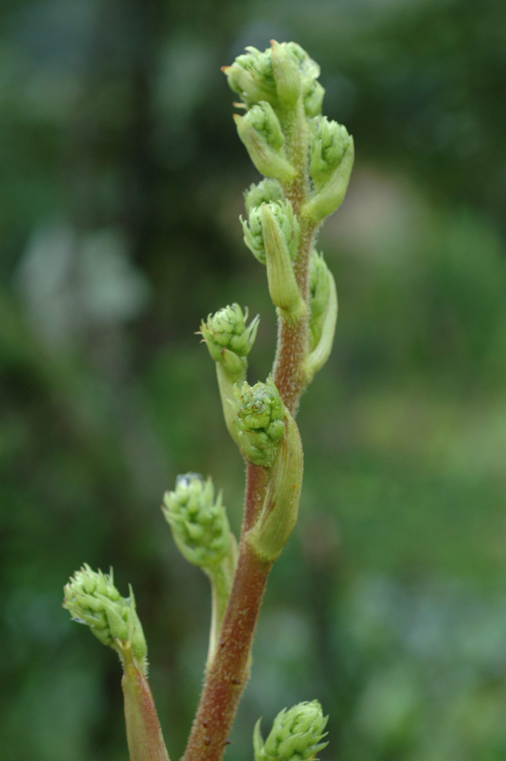 Image de Aralia gintungensis C. Y. Wu ex K. M. Feng