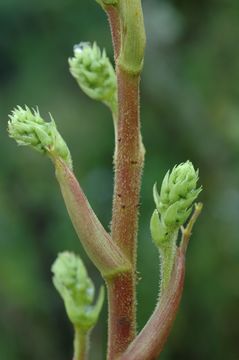 Image de Aralia gintungensis C. Y. Wu ex K. M. Feng