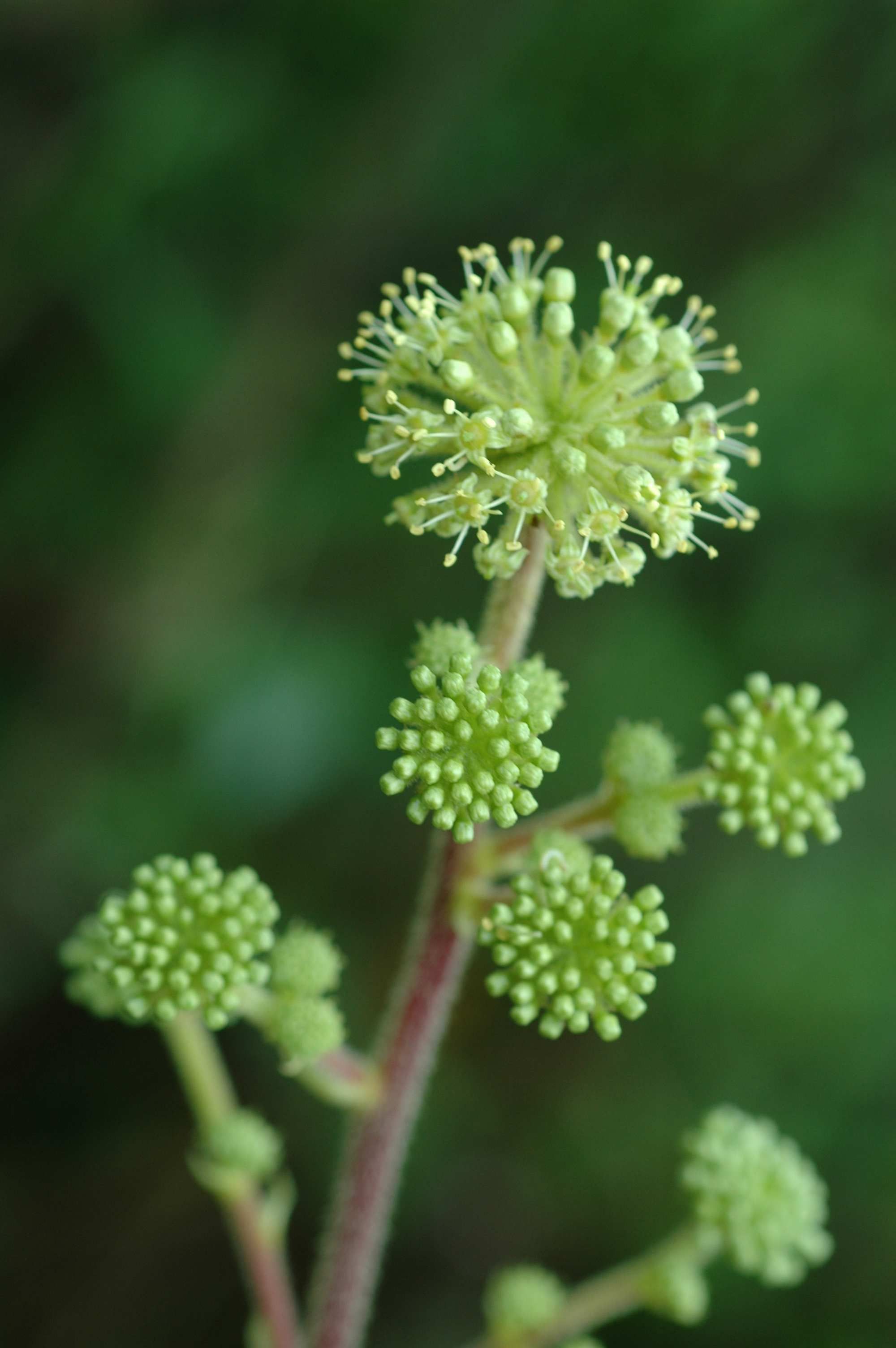 Image de Aralia gintungensis C. Y. Wu ex K. M. Feng