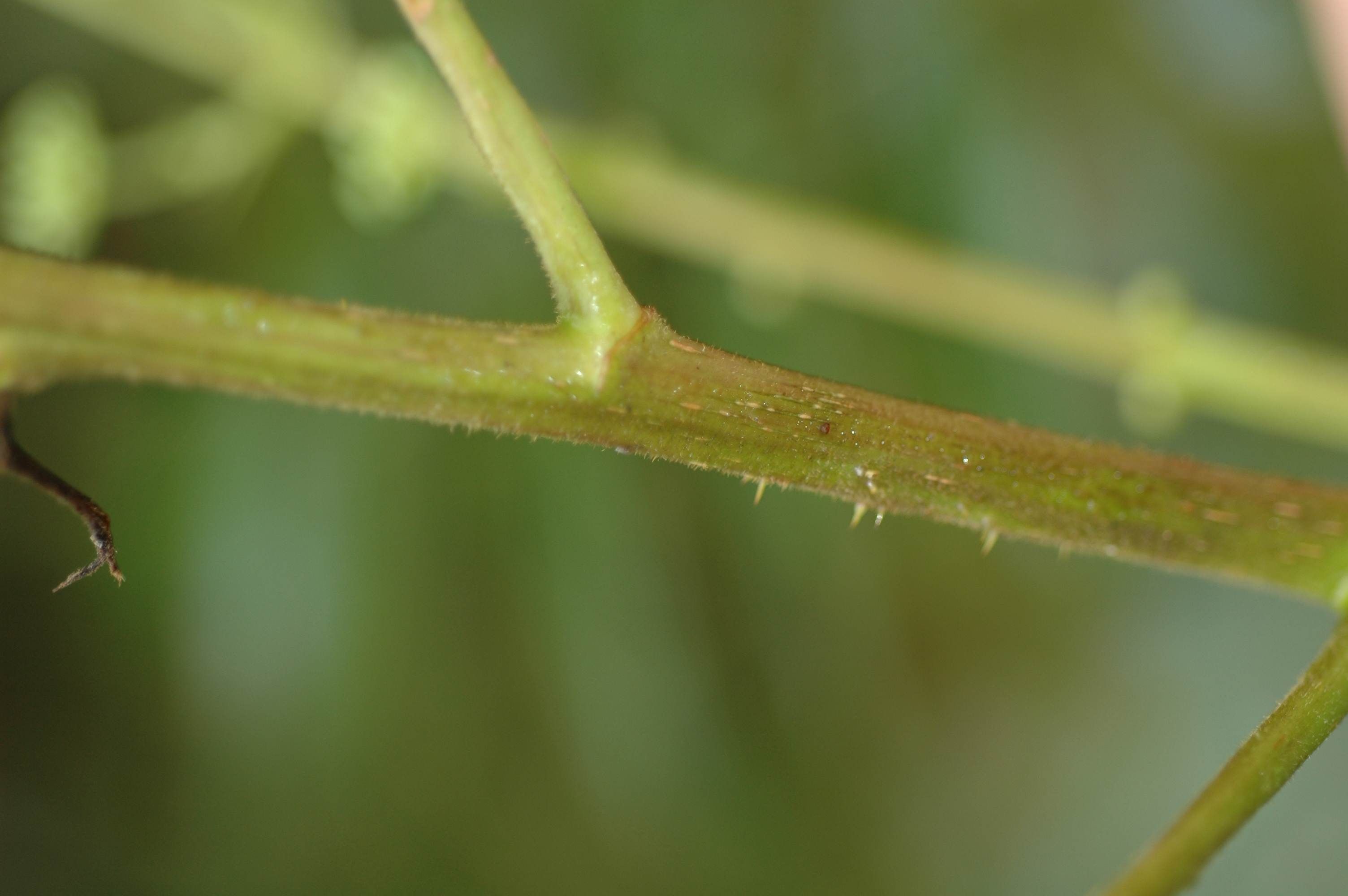 Image de Aralia gintungensis C. Y. Wu ex K. M. Feng