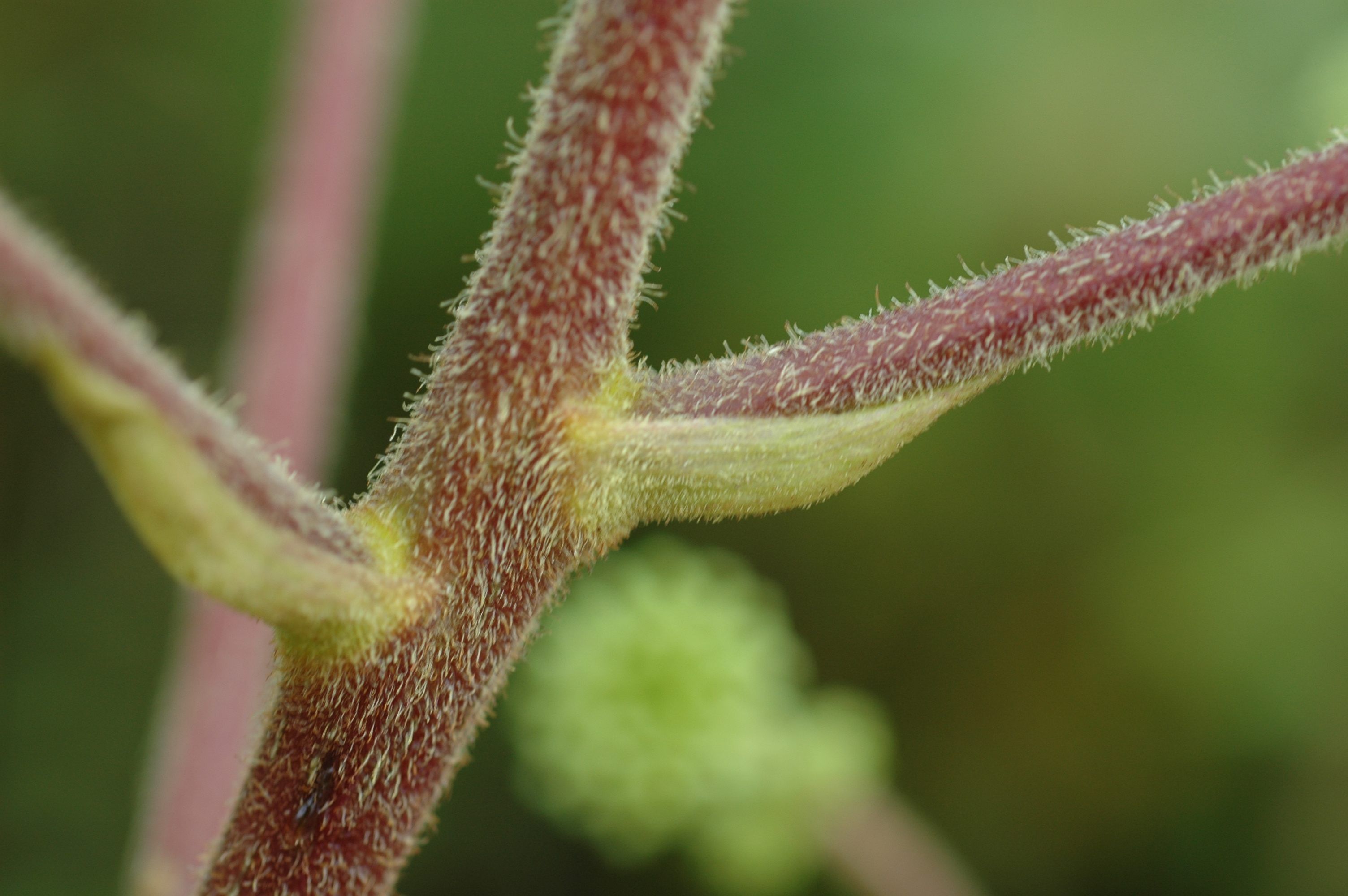 Image de Aralia gintungensis C. Y. Wu ex K. M. Feng