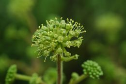 Image de Aralia gintungensis C. Y. Wu ex K. M. Feng