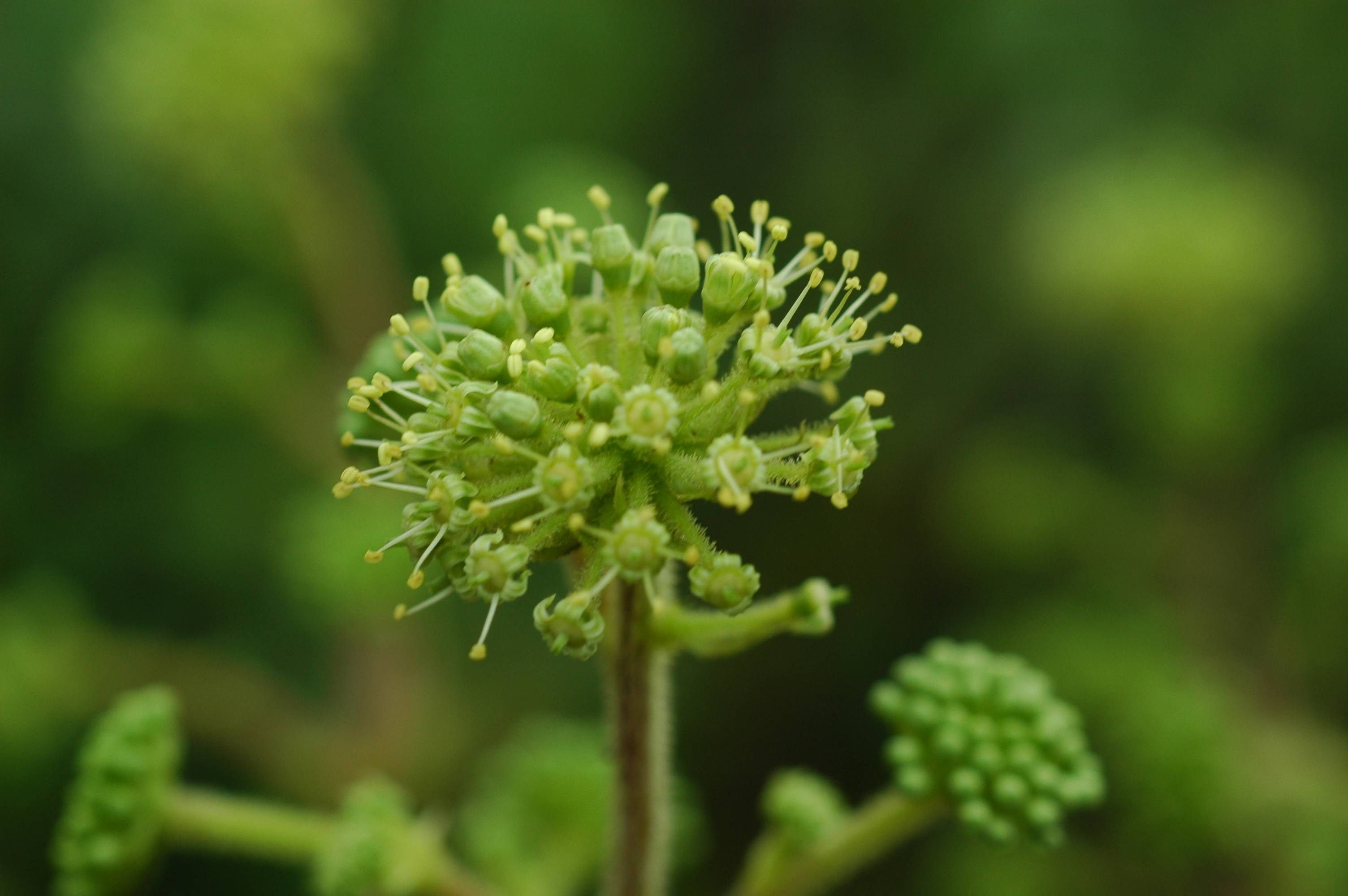 Image de Aralia gintungensis C. Y. Wu ex K. M. Feng