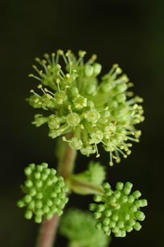 Aralia gintungensis C. Y. Wu ex K. M. Feng resmi