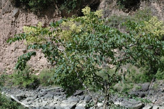 Image of Aralia stipulata Franch.