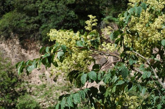 Image of Aralia stipulata Franch.