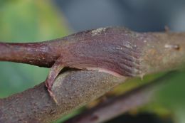 Image of Aralia stipulata Franch.