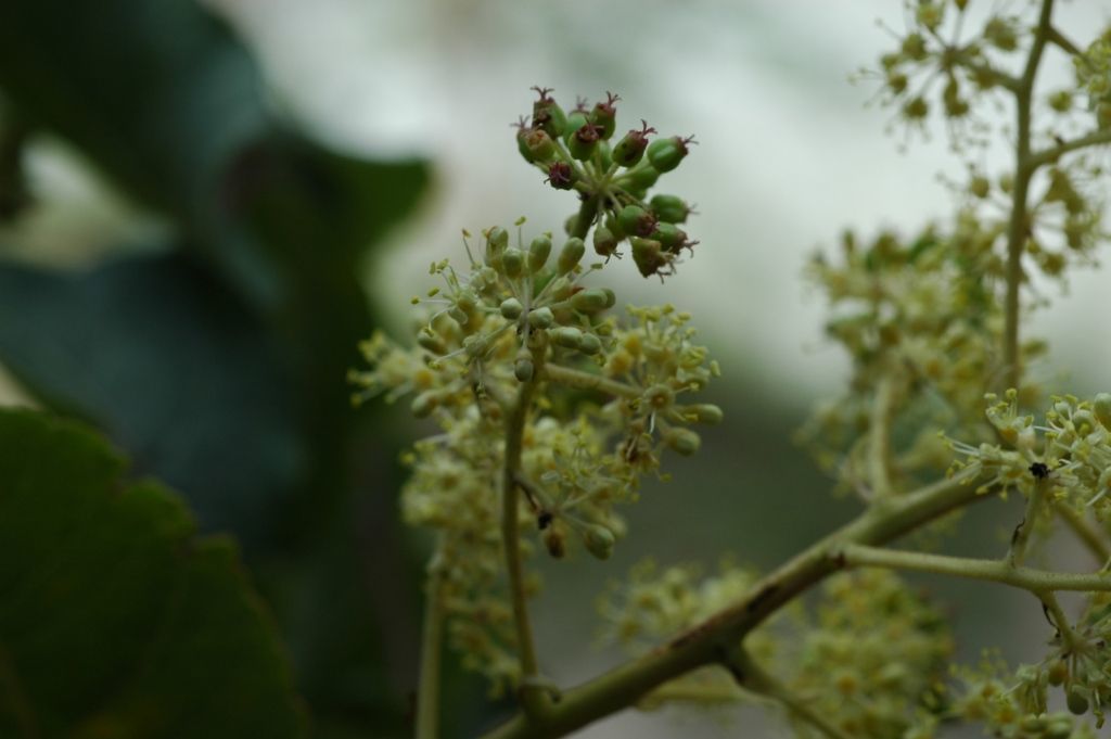 Image of Aralia stipulata Franch.