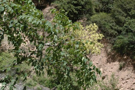 Image of Aralia stipulata Franch.