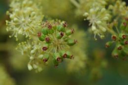 Image of Aralia stipulata Franch.