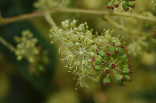 Image of Aralia stipulata Franch.