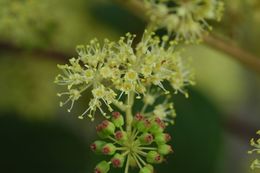 Image of Aralia stipulata Franch.