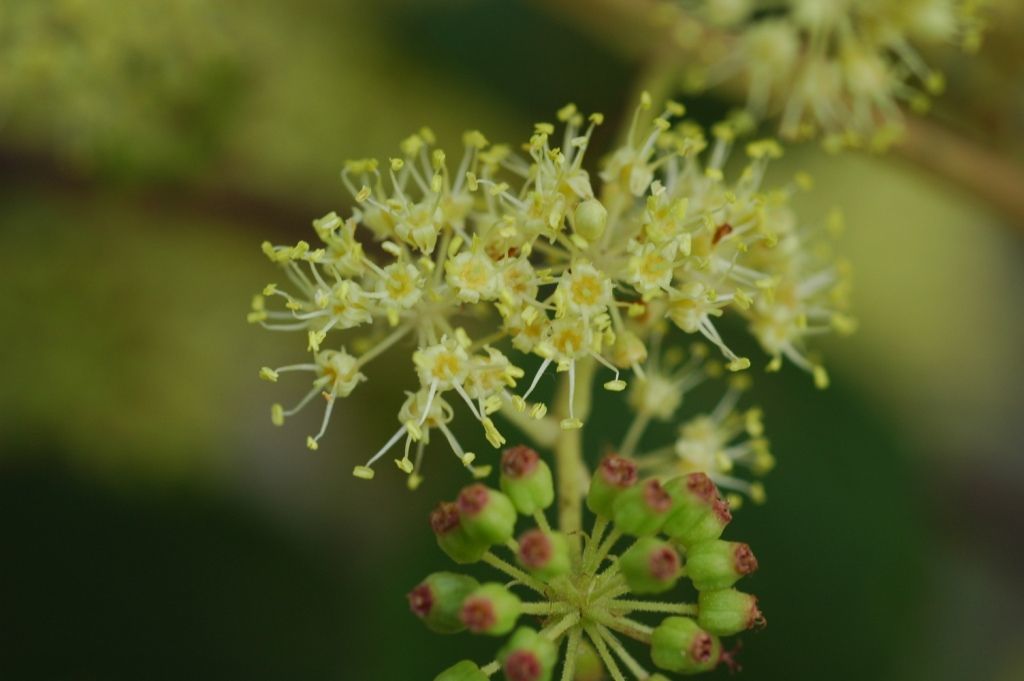 Image of Aralia stipulata Franch.