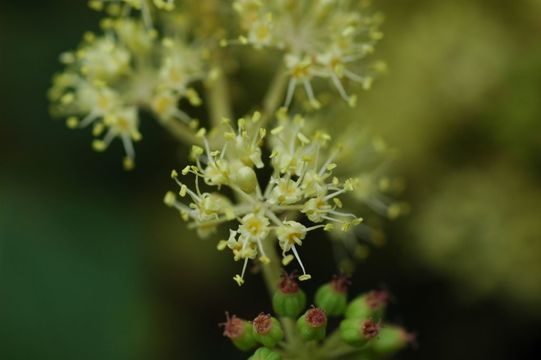 Image of Aralia stipulata Franch.