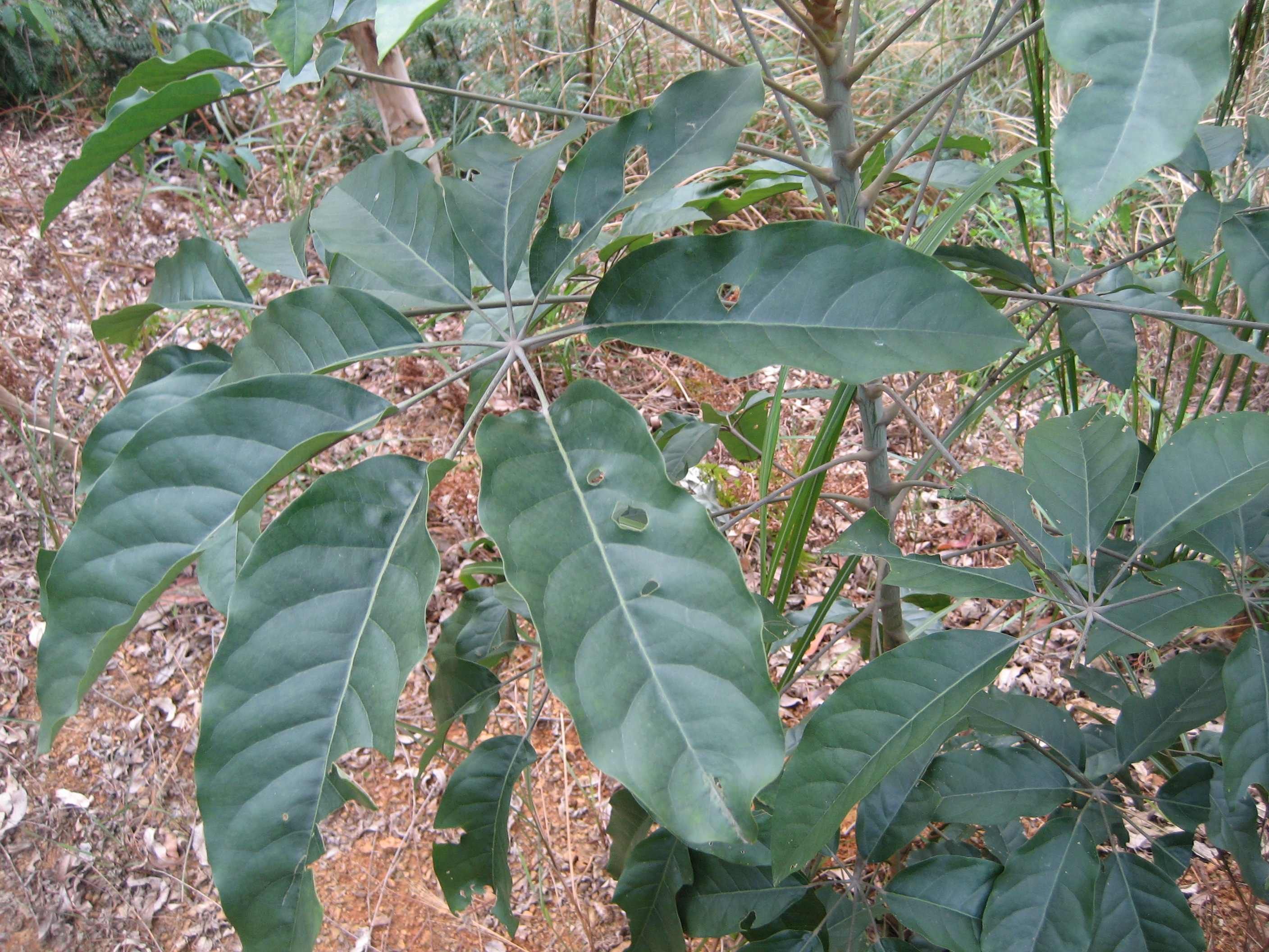 Image of Ivy tree