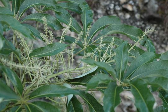 Image of Schefflera shweliensis W. W. Sm.