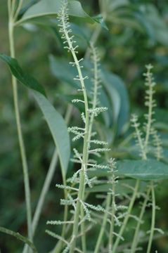 Image of Schefflera shweliensis W. W. Sm.