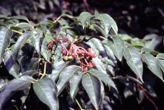 Image of <i>Euscaphis japonica</i>