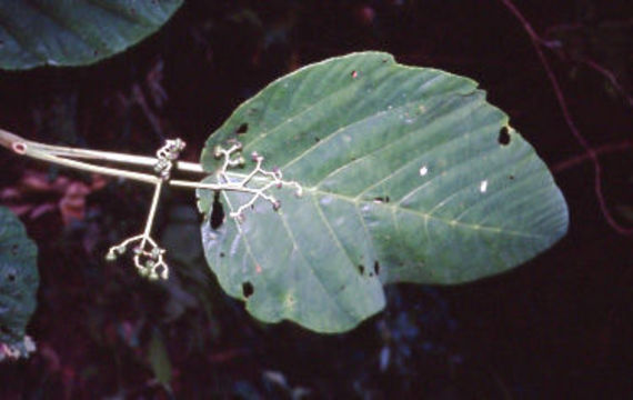 Image of Leea macrophylla Roxb. ex Hornem.