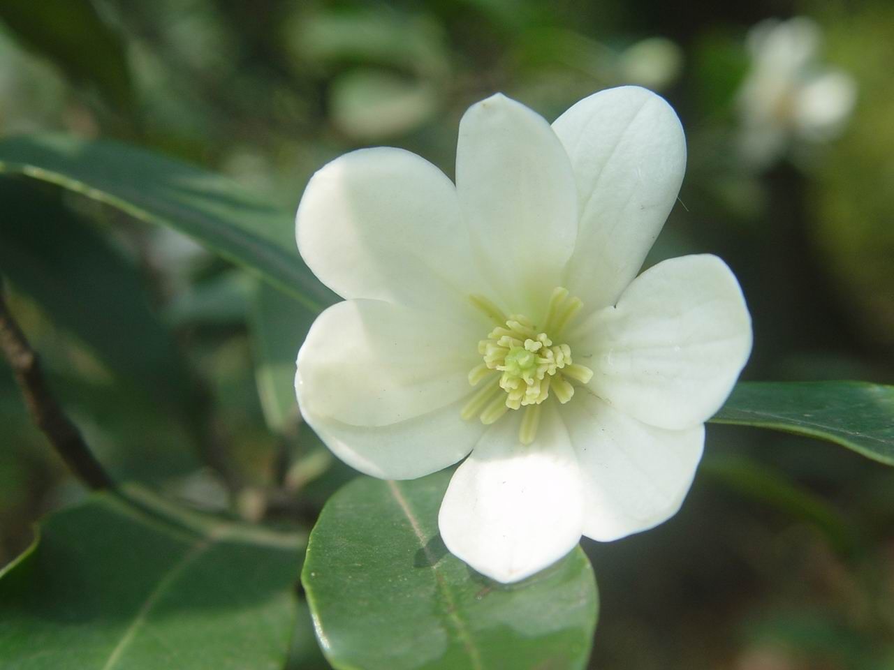 Image of Magnolia laevifolia (Y. W. Law & Y. F. Wu) Noot.