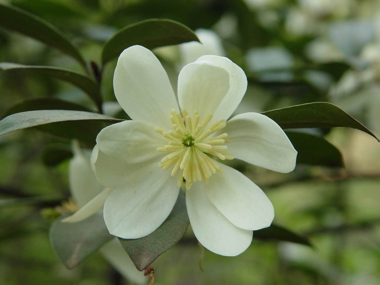 Image of Magnolia laevifolia (Y. W. Law & Y. F. Wu) Noot.