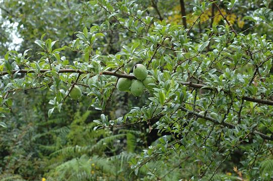 Sivun Docynia indica (Wall.) Decne. kuva