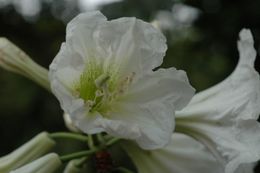 Plancia ëd Rhododendron decorum Franch.