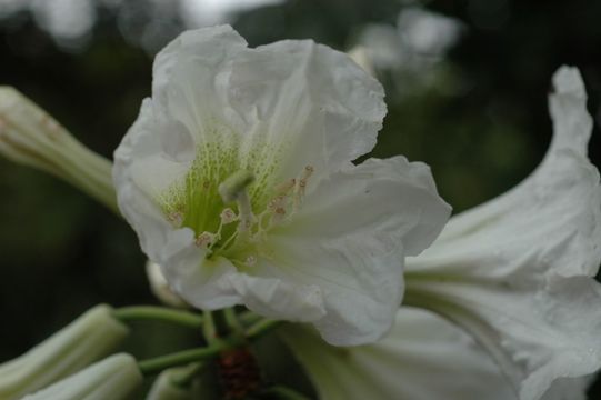 Image of Rhododendron decorum Franch.